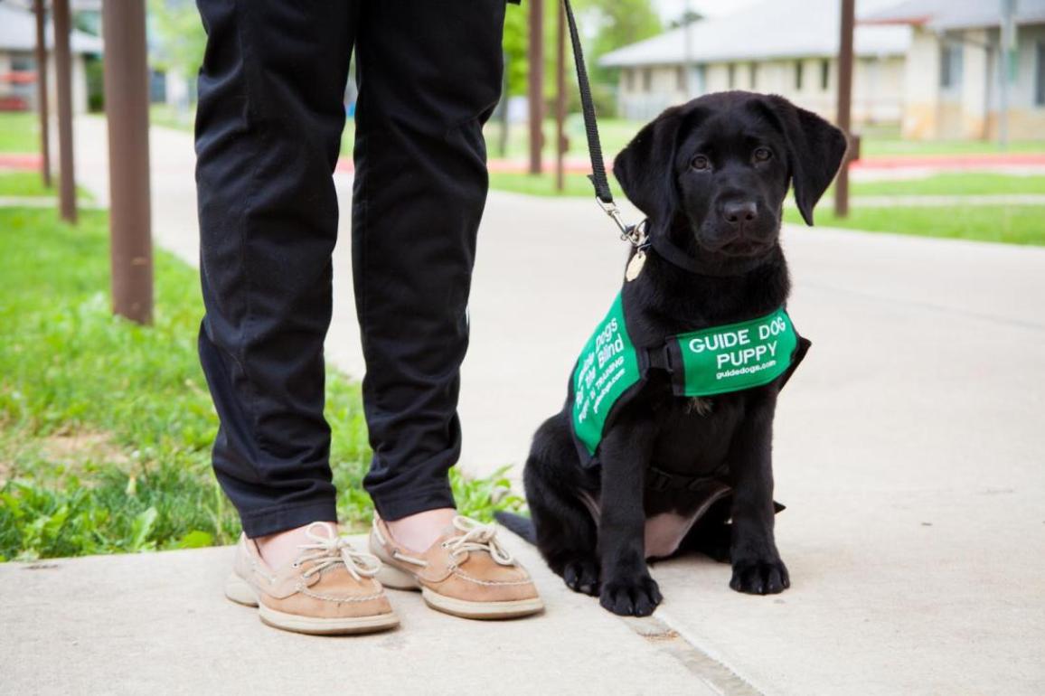 Guide dog training