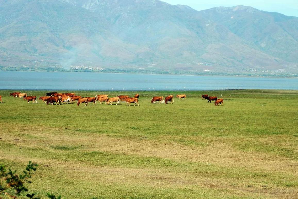 ANDELI ROUPEL TRIP 2026