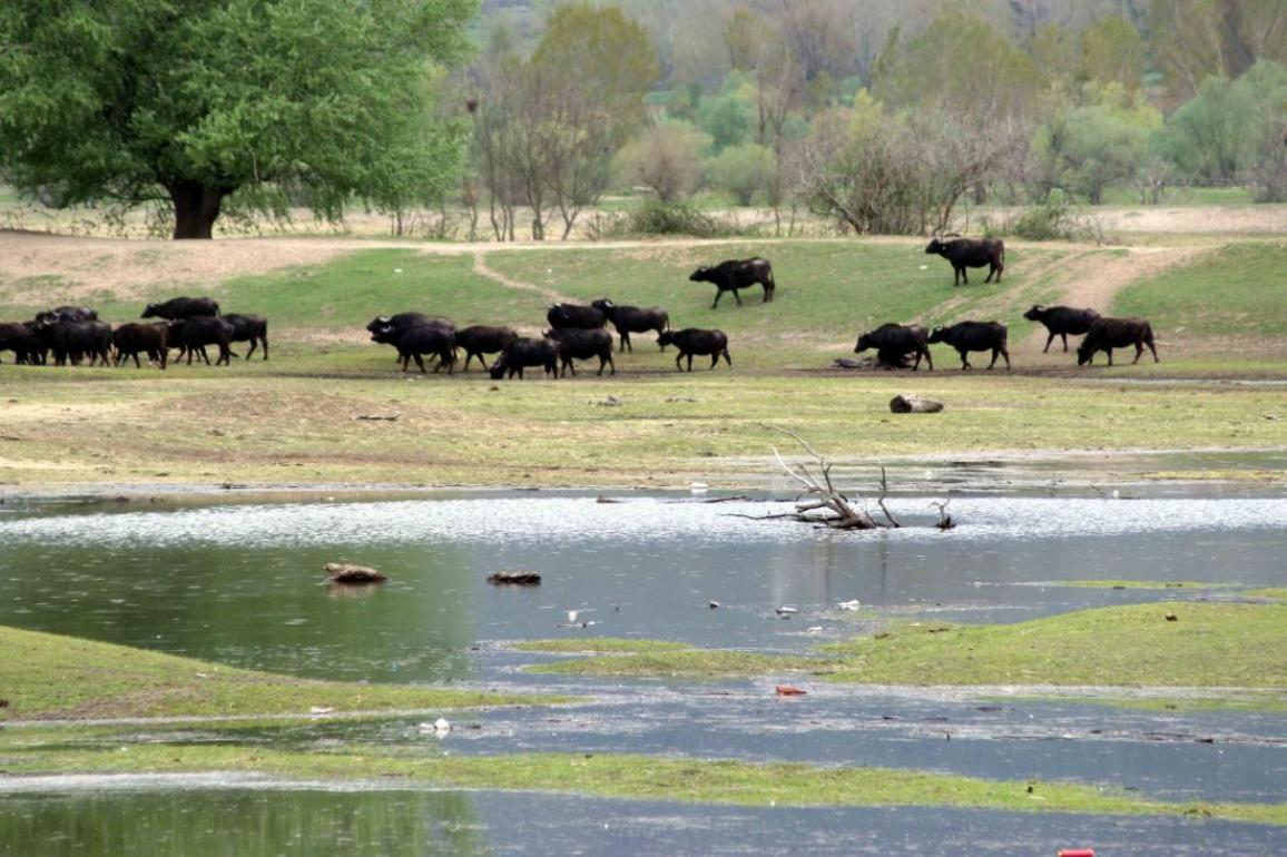 ANDELI ROUPEL TRIP 2026