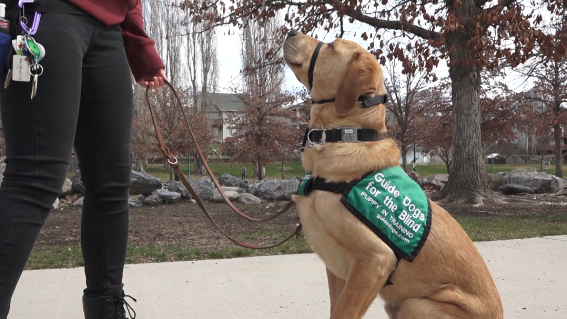 Guide dog training