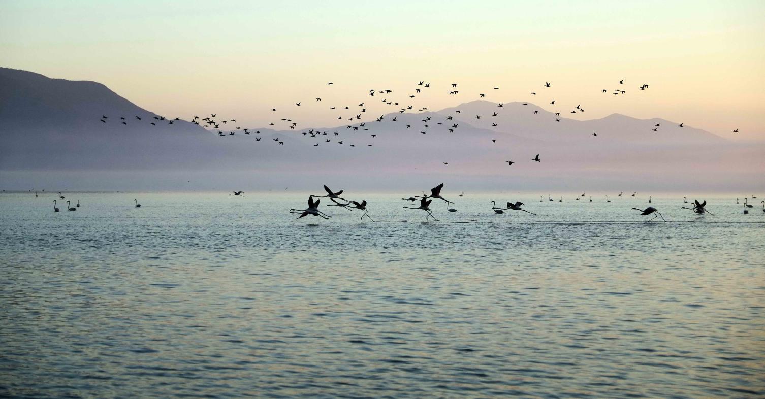 ANDELI ROUPEL TRIP 2026