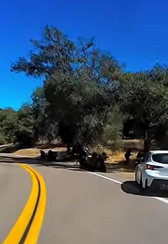 usa corola bikers accident