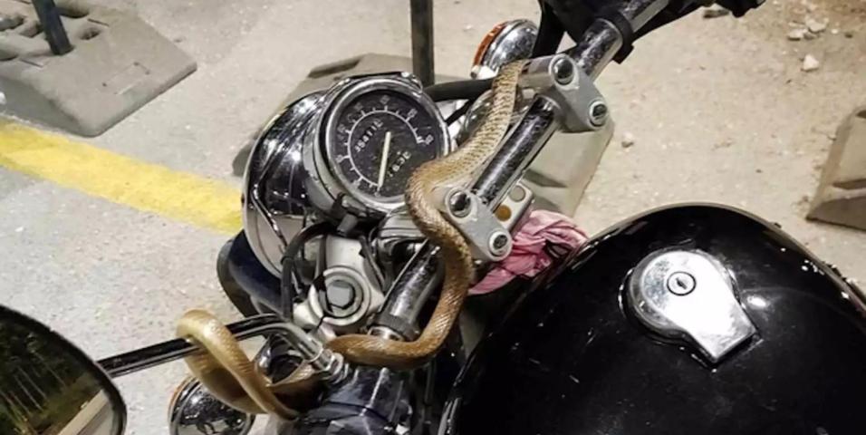 Είδε φίδι εν κινήσει στο τιμόνι Virago στην Ηγουμενίτσα