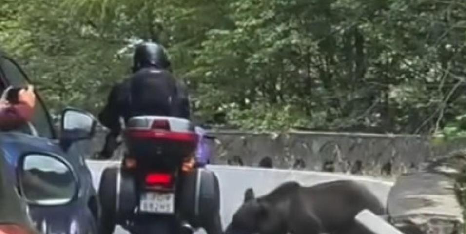 Ρουμανία Αρκούδα Μοτοσυκλέτα