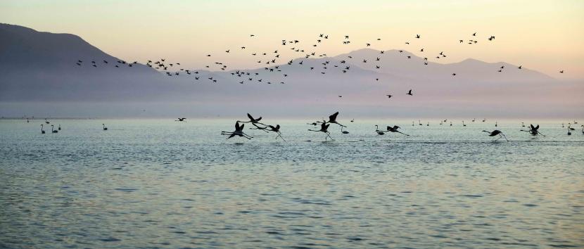 ANDELI ROUPEL TRIP 2026