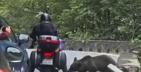Ρουμανία Αρκούδα Μοτοσυκλέτα