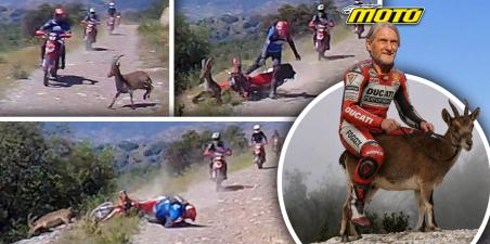 Carl Fogarty