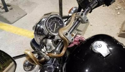 Είδε φίδι εν κινήσει στο τιμόνι Virago στην Ηγουμενίτσα