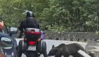 Ρουμανία Αρκούδα Μοτοσυκλέτα
